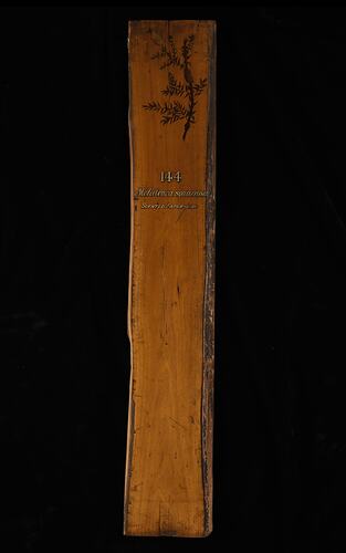 Timber Sample - Scented Paper Bark, Melaleuca squarrosa, Victoria, 1885