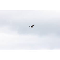 <em>Haliaeetus leucogaster</em>, White-bellied Sea-eagle, juvenile. Gippsland, Victoria.