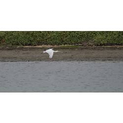 White bird with long bill in flight above water.