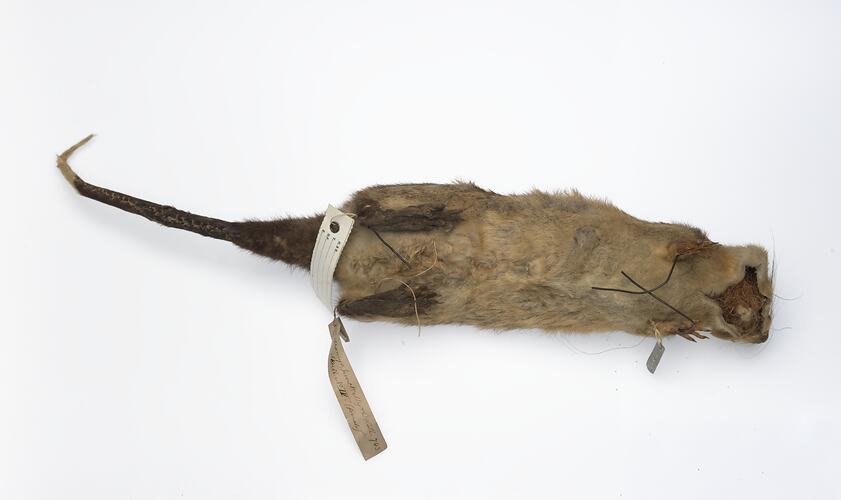 Stuffed water rat skin with labels.