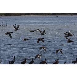 <em>Anas castanea</em>, Chestnut Teal. Gippsland Lakes, Victoria.