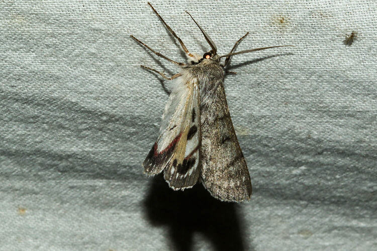 <em>Crypsiphona ocultaria</em>, Redlined Geometrid Moth. Murray Explored Bioscan.