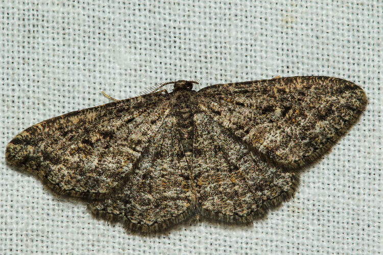 <em>Zermizinga sinuata</em>, moth. Murray Explored Bioscan.