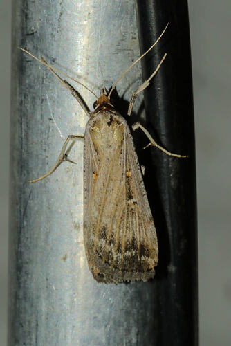 <em>Lygephila (Tathorhynchus) fallax</em>, moth. Murray Explored Bioscan.