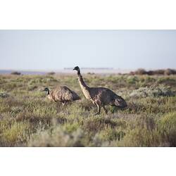 Two Emu in scrub,