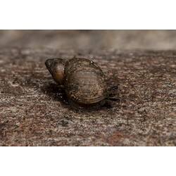 Small brown terrestrial snail.