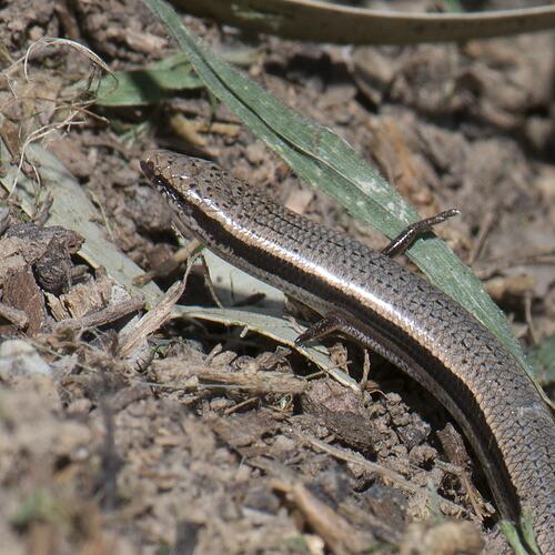 Bougainville's Skink.