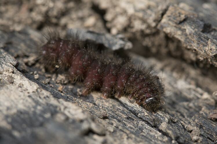 Family Anthelidae, anthelid moth. Murray Explored Bioscan.