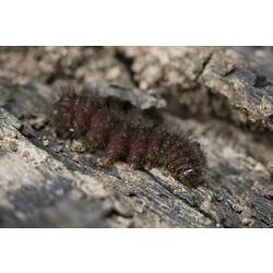 Family Anthelidae, anthelid moth. Murray Explored Bioscan.