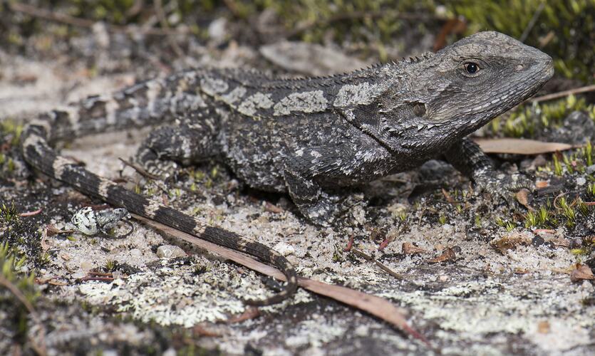 Grey-brown lizard on ground.