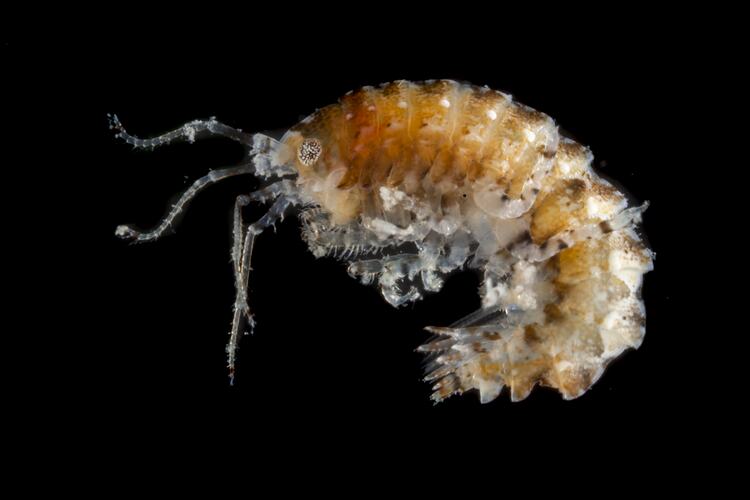 Side view of brown and white amphipod.