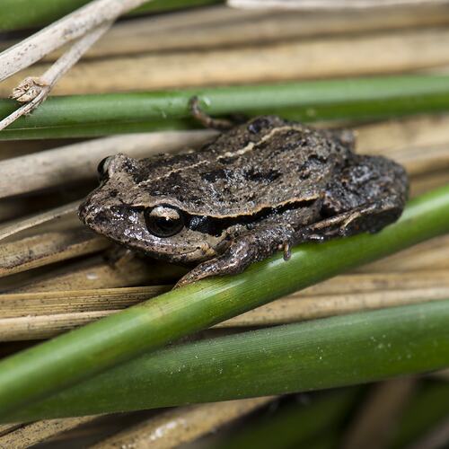 Haswell's Froglet.