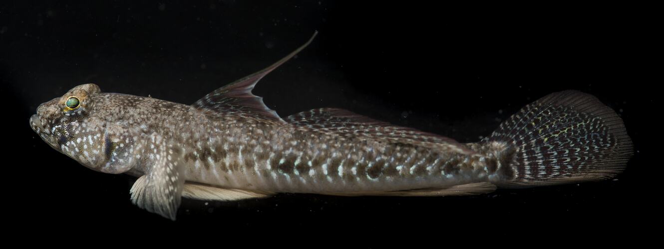 Side view of pale fish with brown speckles.