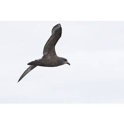 Great-winged Petrel.