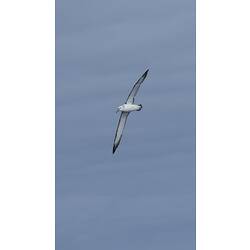 White seabird with dark wings in flight.