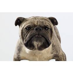 Taxidermied bulldog viewed face on.