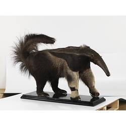 <em>Myrmecophaga tridactyla</em>, Giant Anteater. [C 30365]