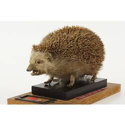 Taxidermied hedgehog specimen.