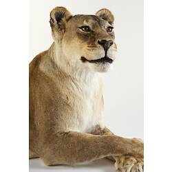 Close up of taxidermied lioness day.