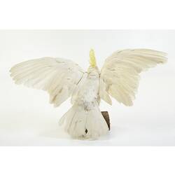 Rear view of Sulphur-crested cockatoo mounted on log.