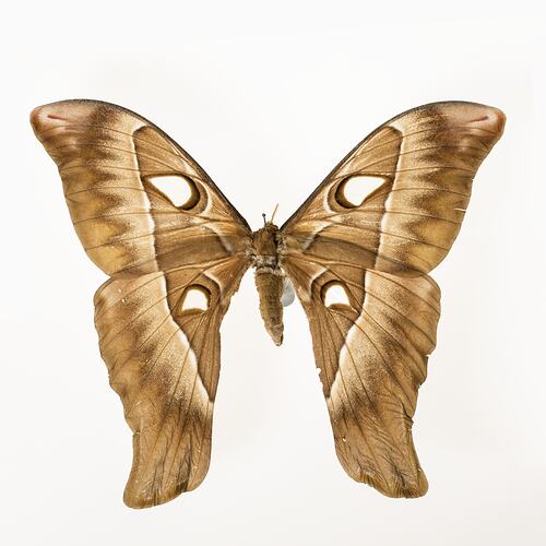 Pinned brown moth specimen, wings spread.