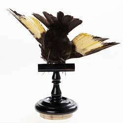 <em>Sericulus chrysocephalus</em>, Regent Bowerbird. [B 35057]