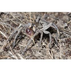 Wolf Spider.