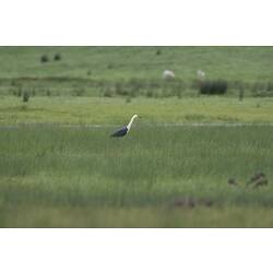 Grey and white heron on grassland.