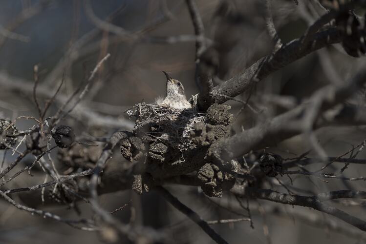<em>Sugomel niger</em>, Black Honeyeater, juvenile in nest. Hattah National Park, Victoria.