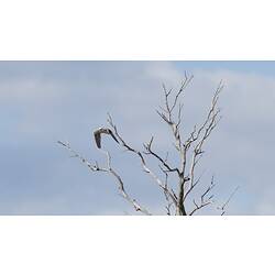 <em>Elanus axillaris</em>, Black-shouldered Kite. Wyperfeld National Park, Victoria.