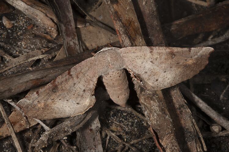Family Anthelidae, anthelid moth. Wilsons Promontory National Park, Victoria.