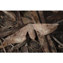 Family Anthelidae, anthelid moth. Wilsons Promontory National Park, Victoria.