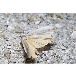 <em>Calamidia hirta</em>, moth. Wilsons Promontory National Park, Victoria.