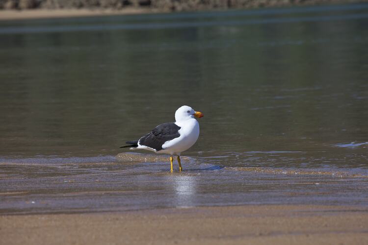 Gull sanding in shallow water.