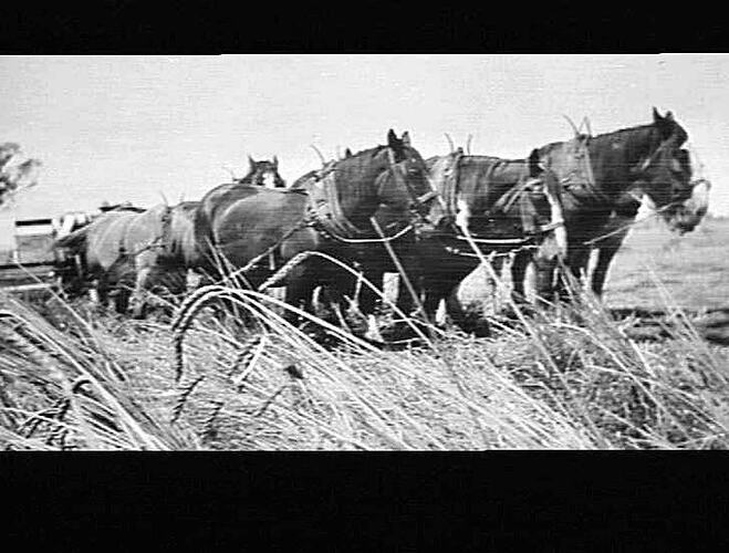 M-H NO 3 R.T. AT WORK ON MR H.J. THOMPSON'S FARM CANOWINDRA, N.S.W. DOWN TANGLED CROP OF WHEAT AVERAGED 13 AND A HALF BAGS OF WHEAT TO ACRE: JAN 1933