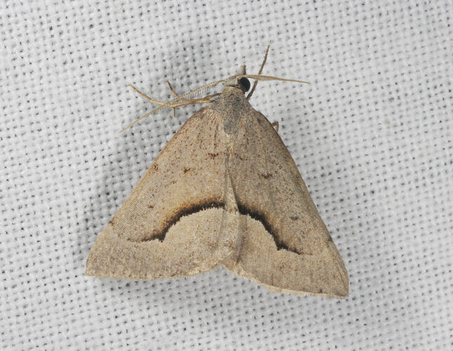 <em>Dichromodes euscia</em>, Mountain Heath Moth. Great Otway National Park, Victoria.