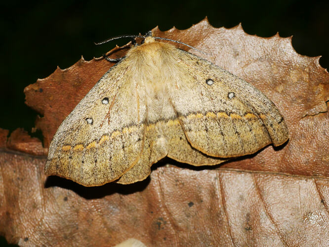 <em>Anthela nicothoe</em>, Urticating Anthelid Moth. Great Otways National Park, Victoria.
