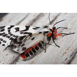 <em>Spilosoma glatignyi</em> (Le Guillou, 1841), Black and White Tiger Moth