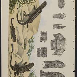Illustrations, proofs and prints - Grassland Earless Dragon, Tympanocryptis pinguicolla (originally as Tympanocryptis lineata, the White-streaked Earless Lizard), by John J. Wild