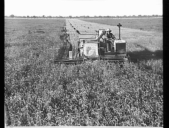 12 FT AUTO AT WORK ON T. STILLARD'S FARM `BANOOGA', COBRAM. 600 ACRES, 16 BAGS PER ACRE: 3 JAN 1937