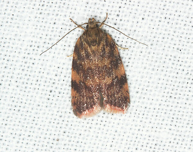 <em>Garrha</em> sp., moth. Otways National Park, Victoria.