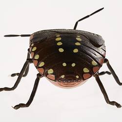 Green Vegetable Bug Model - Nezara Viridula (Pentatomidae), Wax, 1954