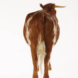 Model of brown and white cow. Back view.