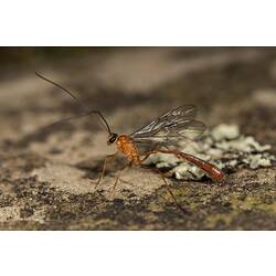 Parasitic Wasp on rock.