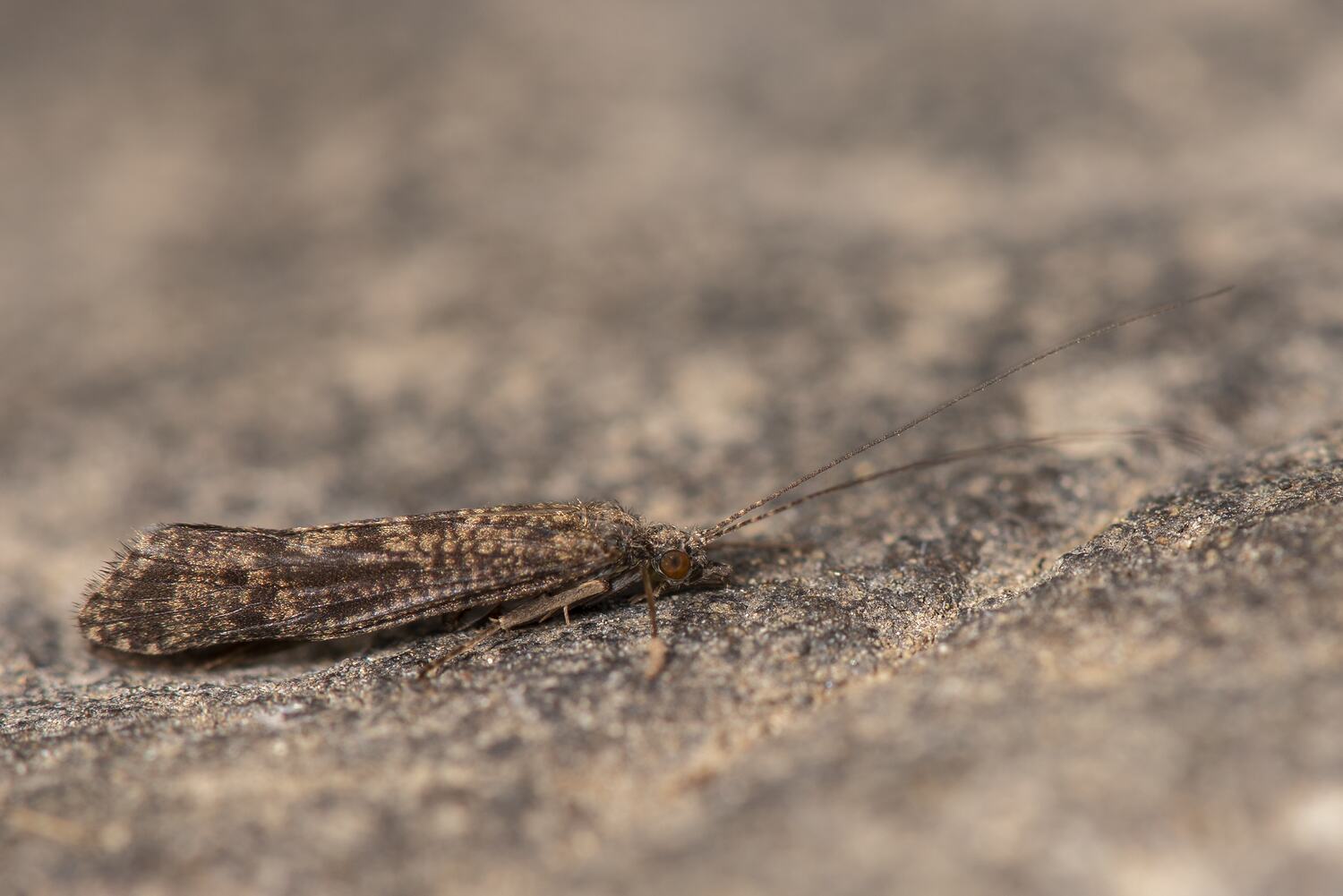 Hydropsychidae, Caddisfly