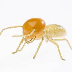 Termite model.