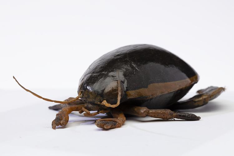Diving Beetle model, Family Dytiscidae. Registration no. COL 136113.