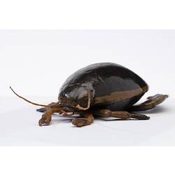 Diving Beetle model, Family Dytiscidae. Registration no. COL 136113.