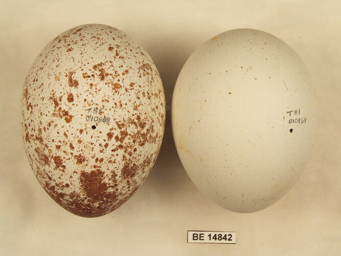 Two bird eggs with specimen label.