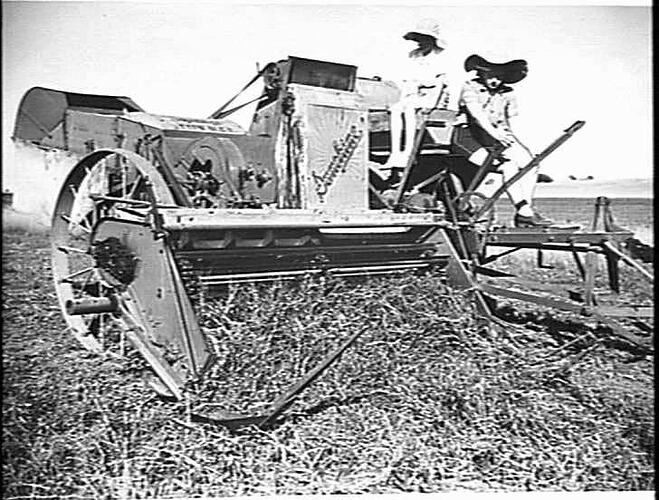 MR. J. HENDERSON, THE SISTERS, TERANG, VIC., HARVESTING SIX BAGS OF `GREENFEAST' PEAS TO THE ACRE WITH A SUNSHINE H.S.T. P.T.O. HEADER WITH A NO. 5 PICKUP AND CUTTER BAR: JAN 1946